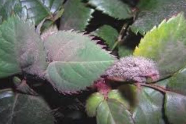 Como identificar los hongos en los rosales