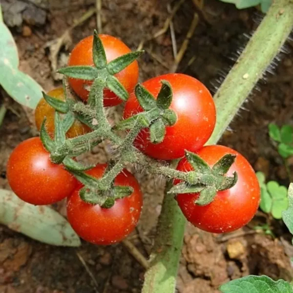 Plantar tomates cherry - jardinexperto.com