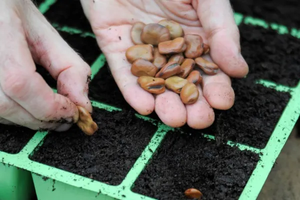 Como cultivar habas - jardinexperto.com