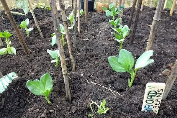 Gua de cultivo de habas - jardinexperto.com