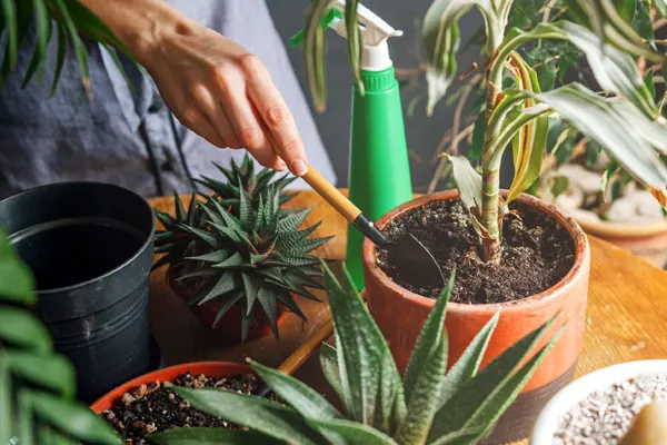 Como revivir una planta que se esta secando - jardinexperto.com