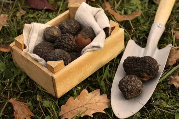 plantar trufas en jardín - JardinExperto.com