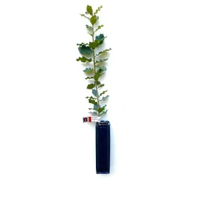 plantas micorrizadas - jardinexperto.com