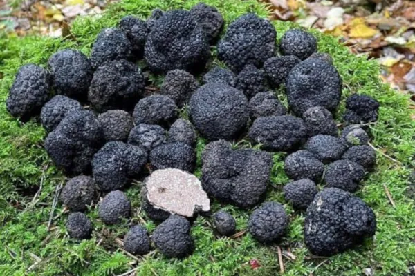Como cultivar trufa negra - jardinexperto.com